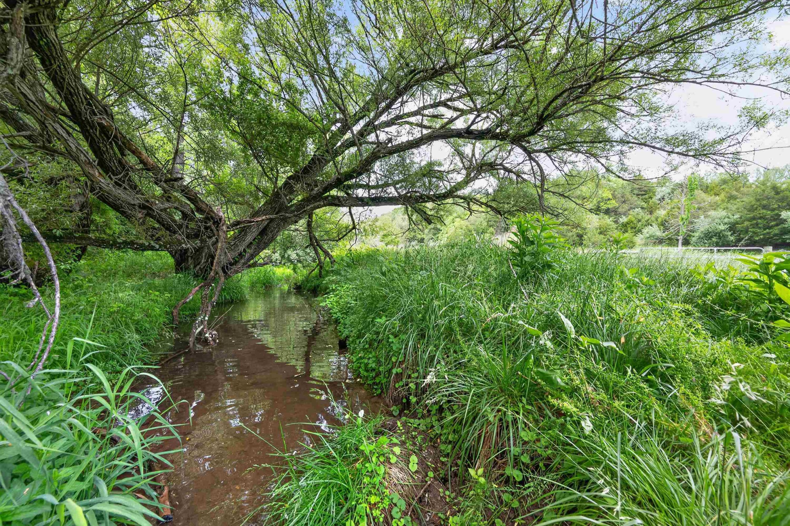 A tree bends over a creek.